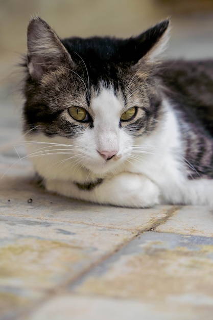 Chat noir et blanc jouant dans la cour