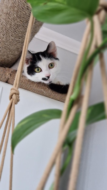 Un chat noir et blanc joue dans un arbre à chat