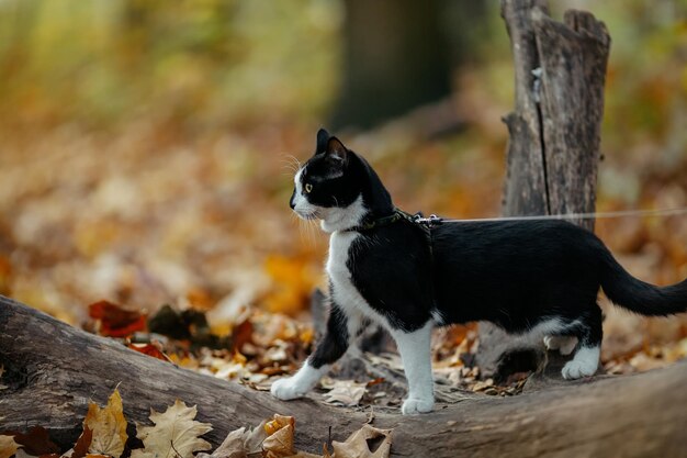 Un chat noir et blanc en laisse se promène dans le parc en automne.