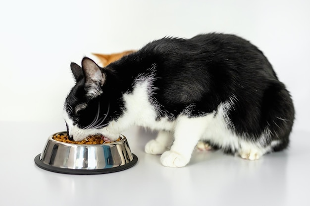 Le chat noir et blanc mange de la nourriture sèche dans un bol. Fond blanc .