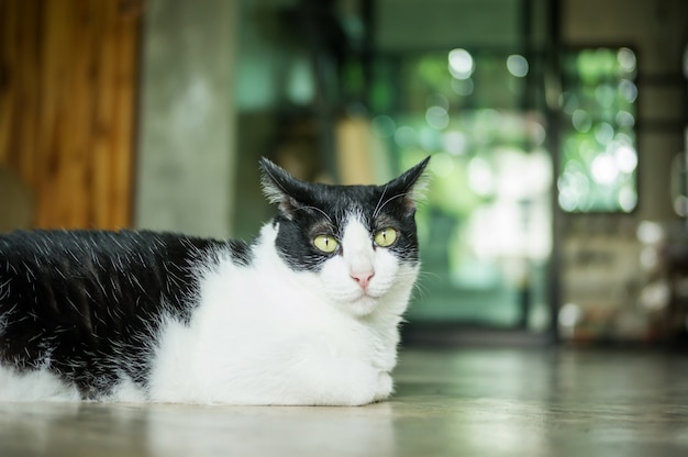 Chat noir et blanc mignon assis dans la pièce.