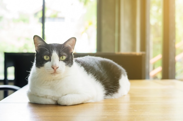 Chat noir et blanc mignon assis sur une table.