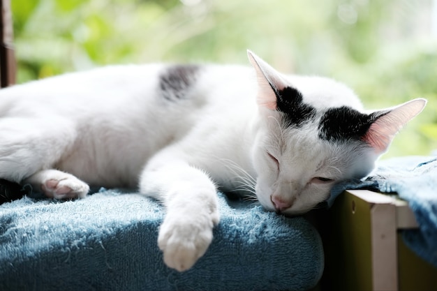 Un chat noir et blanc mignon, dormant sur la fenêtre