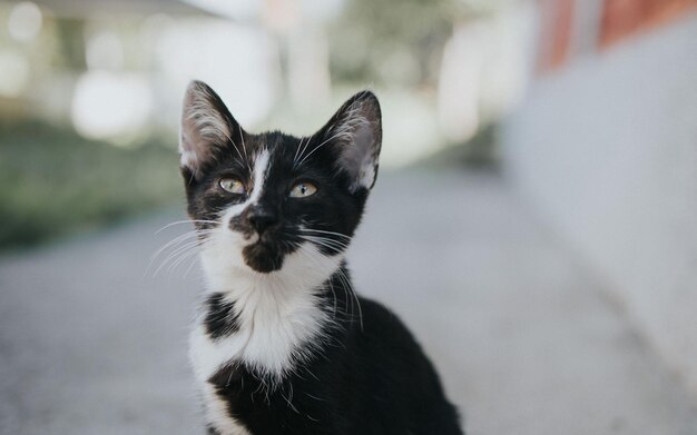 un chat noir et blanc avec un nez blanc et un visage noir et blanc