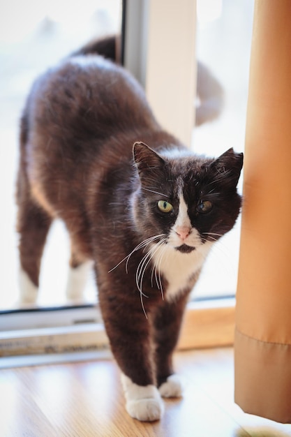 Le chat noir et blanc avec une oreille déchirée se repose dans une porte