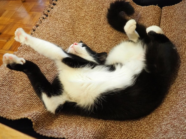 Un chat noir et blanc paresseux est allongé sur un couvre-lit ou un tapis marron Le jeune animal dort ou vient de se réveiller Jambes tendues et corps incurvé