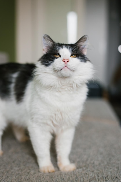 Le chat noir blanc pelucheux mignon se tient sur le sofa