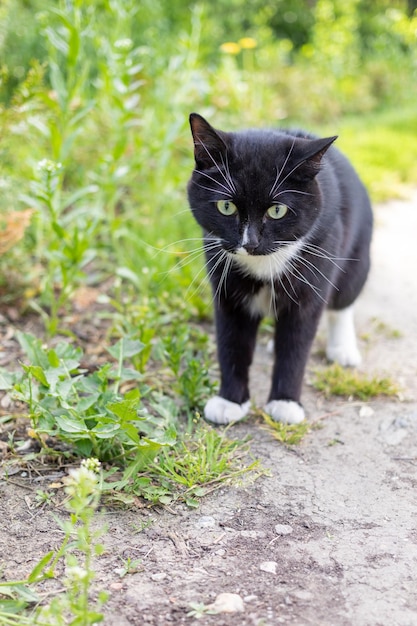 Un chat noir et blanc perplexe se tient sur le chemin parmi l'herbe verte pendant la marche en été