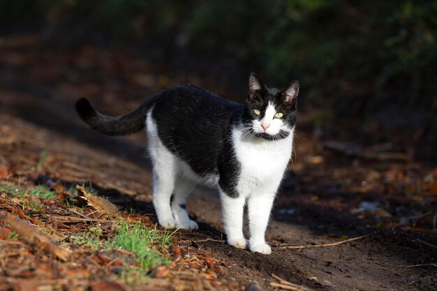 Chat noir et blanc regardant fixement la caméra sur le chemin de la brousse par une journée ensoleillée chat sauvage prédateur naturel d'oiseaux et de rongeurs