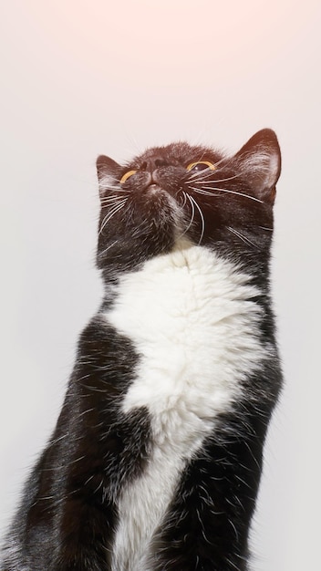Chat noir et blanc regardant vers le haut Fond gris
