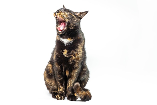 Chat noir avec blanc et rouge assis regardant la caméra bâille sur un isolant de fond blanc