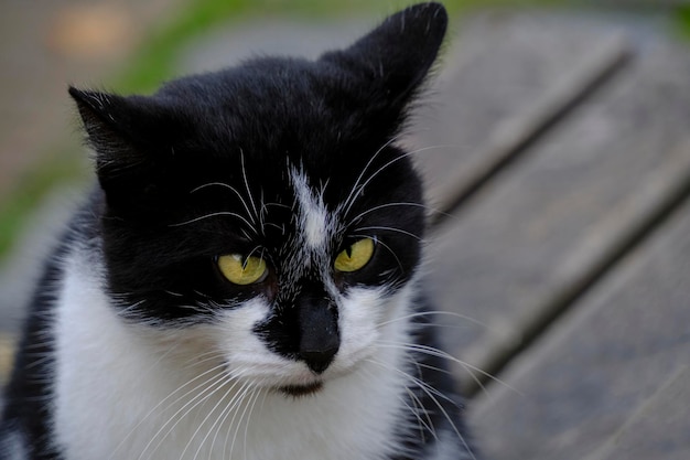 Le chat noir et blanc se penche sur la surprise à distance