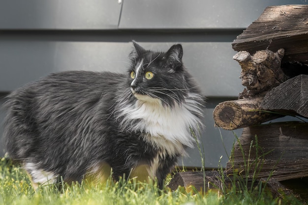 chat noir et blanc se promène dans le jardin