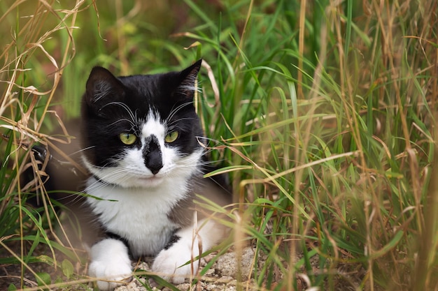 Le chat noir et blanc se trouve dans les hautes herbes
