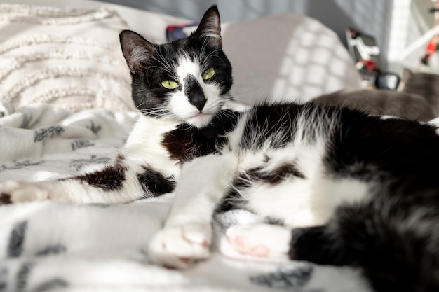 Le chat noir et blanc se trouve sur le lit.