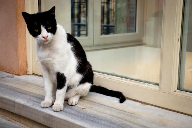 Chat noir et blanc