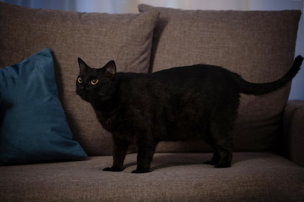 Chat noir sur le canapé dans la nuit