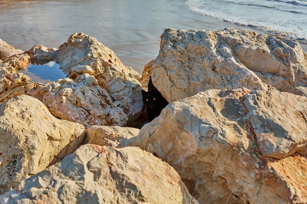 Un chat noir chasse les crabes parmi les pierres au bord de la mer