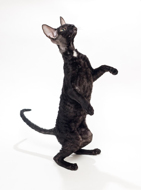 Chat noir Cornish Rex