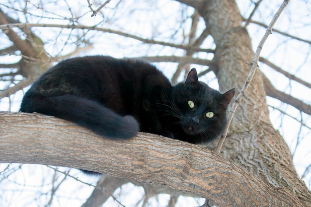 Chat noir dans un arbre