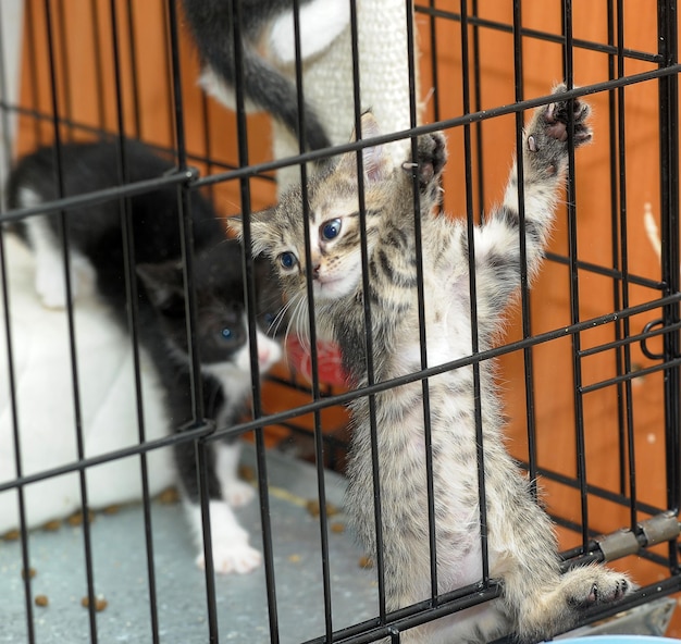 Photo un chat noir dans une cage.