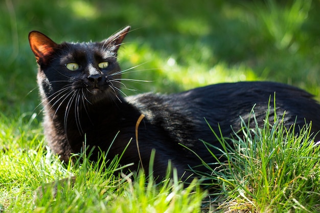 Chat noir dans l'herbe