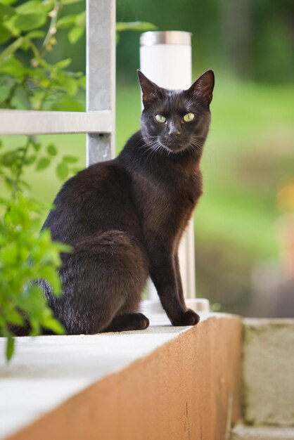 Chat noir dans un jardin d'été