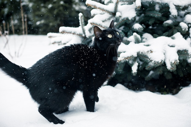 Chat noir dans le jardin sous la neige qui tombe