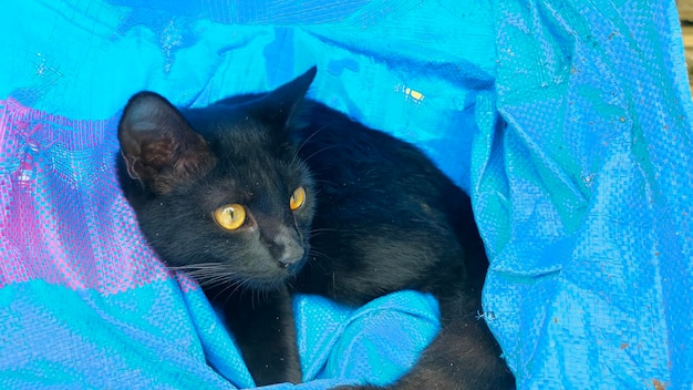 Un chat noir dans un sac bleu