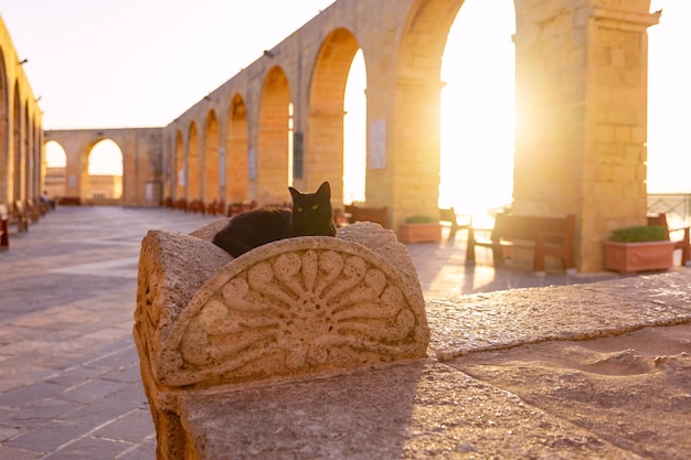 Le chat noir dans Upper Barrakka Gardens tôt le matin au lever du soleil, La Valette, Malte.