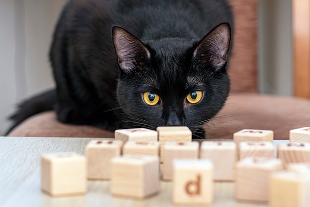 Chat noir domestique jouant avec des jouets en bois cubes