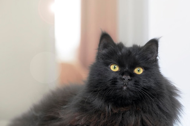 Un chat noir duveteux aux yeux jaunes ment et se repose à la maison.