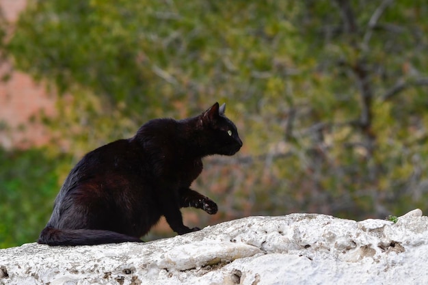 Chat noir errant se reposant sur un mur.