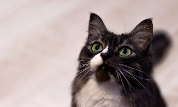 Un chat noir espiègle aux yeux verts avec une poitrine et une moustache blanches sur fond clair Pet Day