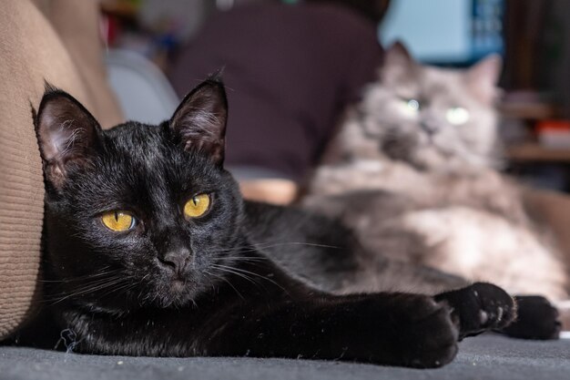 Photo le chat noir est allongé sur un fond gris.