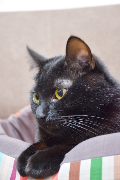 Un chat noir est allongé sur son lit en gros plan avec les pattes pliées et regarde vers la gauche