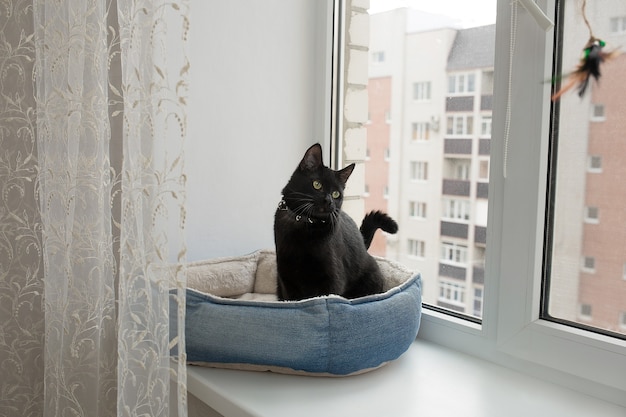 chat noir est assis sur la fenêtre dans son lit bébé