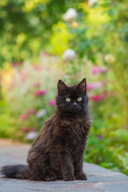 Chat noir avec des fleurs en plein air Moment atmosphérique à la nature en plein air Le chat noir se promène et profite d'un beau jardin