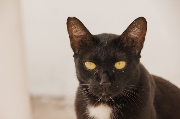 Chat noir gisant sur le sol en levant