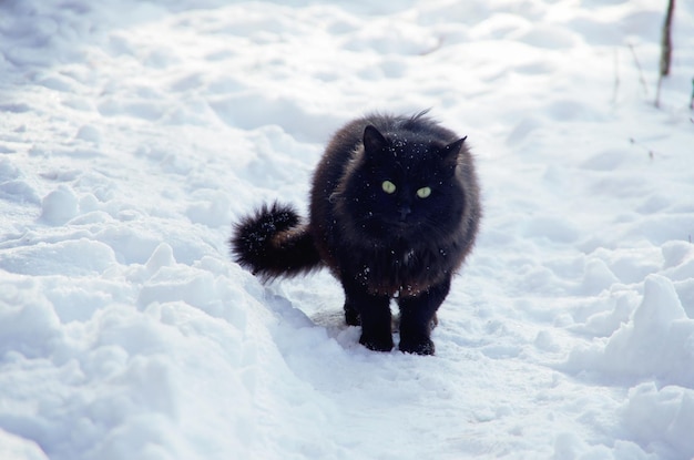 Chat noir en hiver