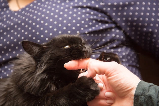 Chat noir jouant avec la main de la femme et mordant le doigt.