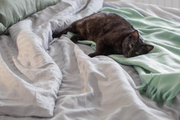 Chat noir sur lit avec plaid vert