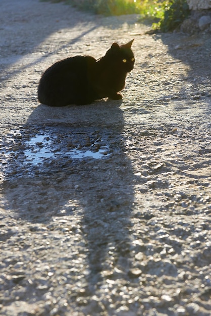 Photo chat noir avec une longue ombre assis sur le sol