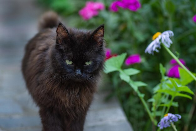 Chat noir marchant dans des fleurs colorées Chat mignon debout en plein air au printemps ou en été Champ de fleurs Chaton dans le jardin avec des fleurs sur fond