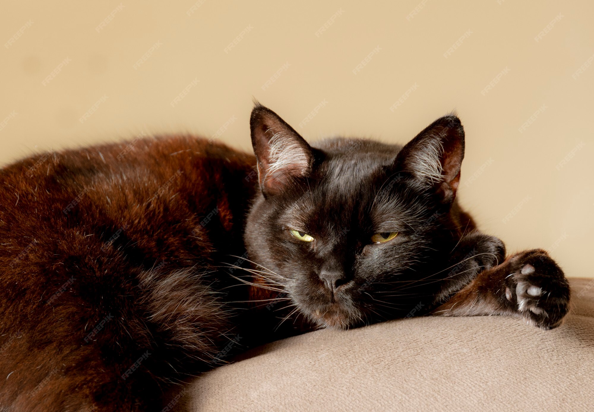 Chat Noir Et Marron Couche Sur Le Canape Photo Premium