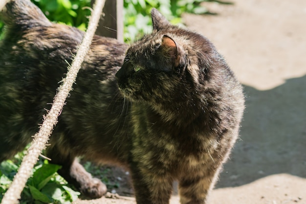 Chat noir et marron revenant dans la rue