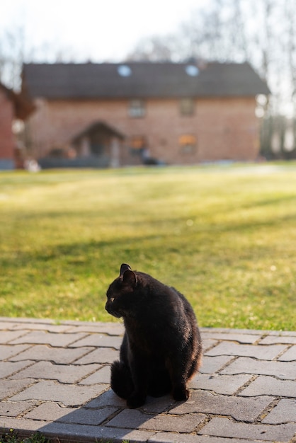 Photo chat noir mignon dans le mode de vie rural de la nature