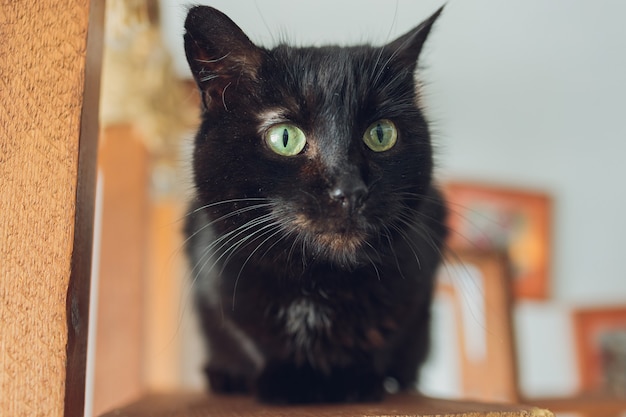 Chat noir mignon avec les yeux jaunes sur le plan rapproché noir de fond