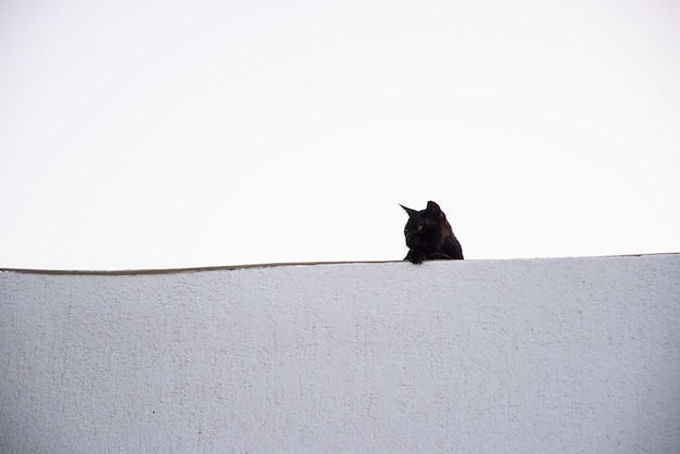 Photo un chat noir sur le mur contre un ciel clair.