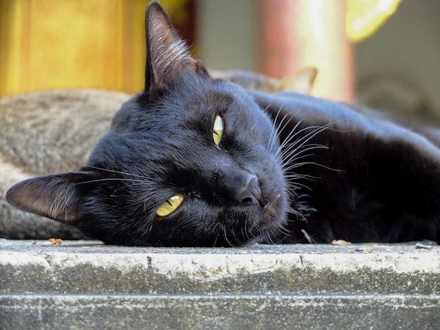 Chat noir paresseux dormant sur un sol en béton